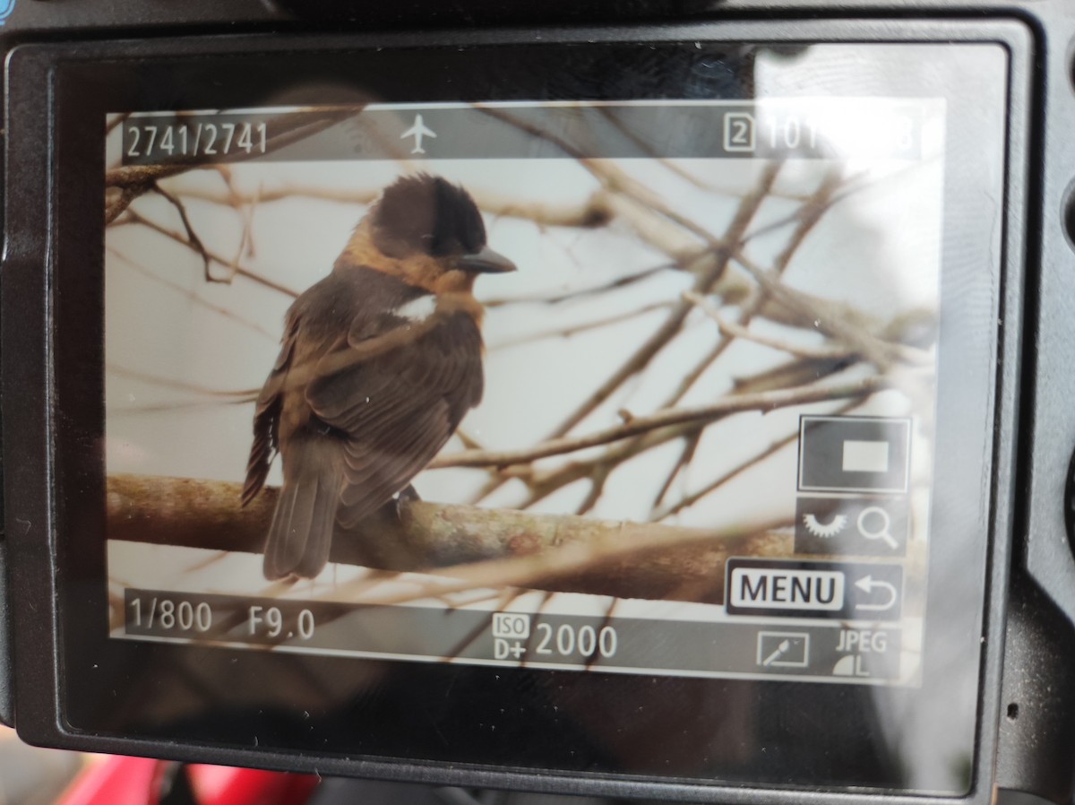 Crested Becard - ML640760673