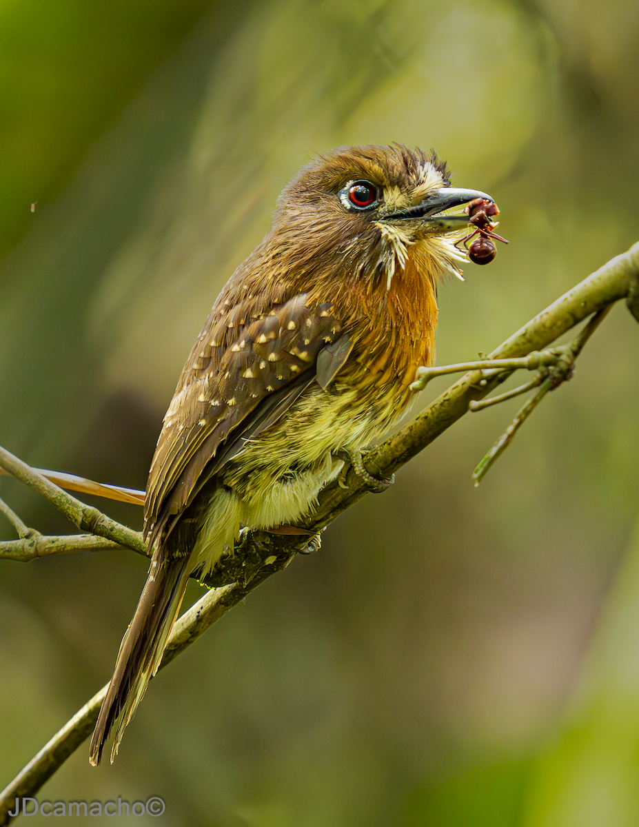 Moustached Puffbird - ML640760674