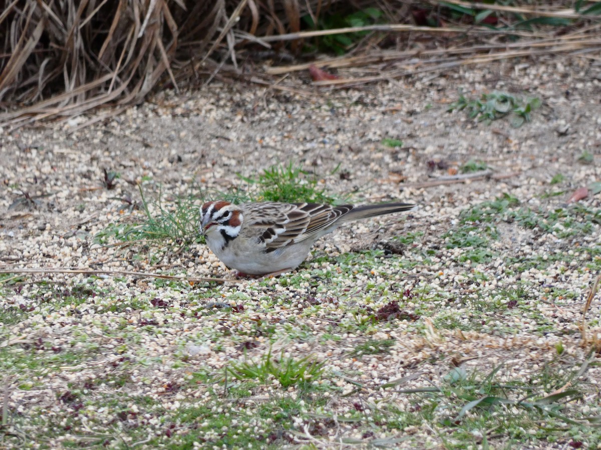Lark Sparrow - ML640760711