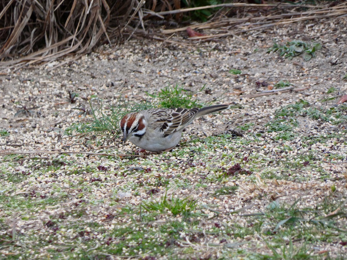 Lark Sparrow - ML640760712