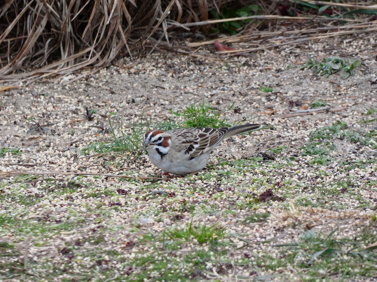 Lark Sparrow - ML640760713