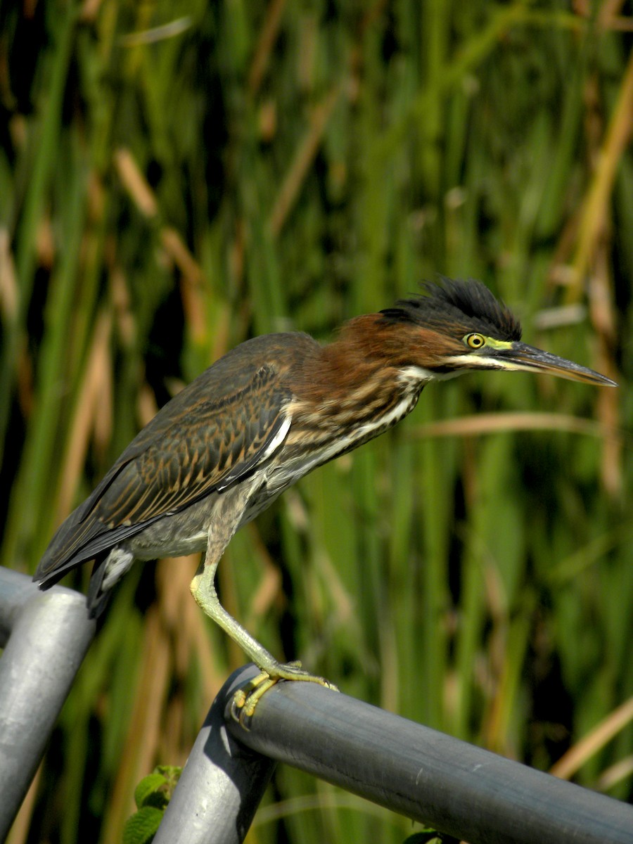 Green Heron - ML640760736