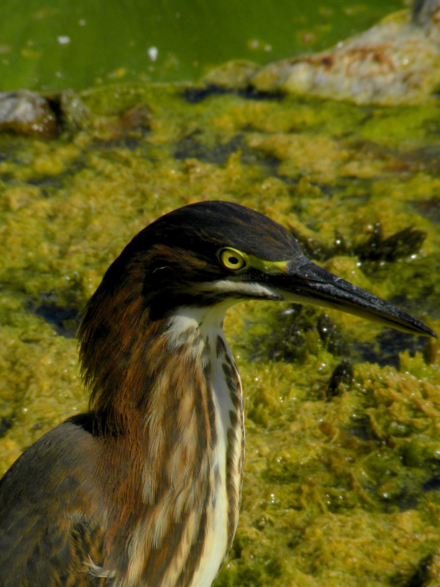 Green Heron - ML640760737