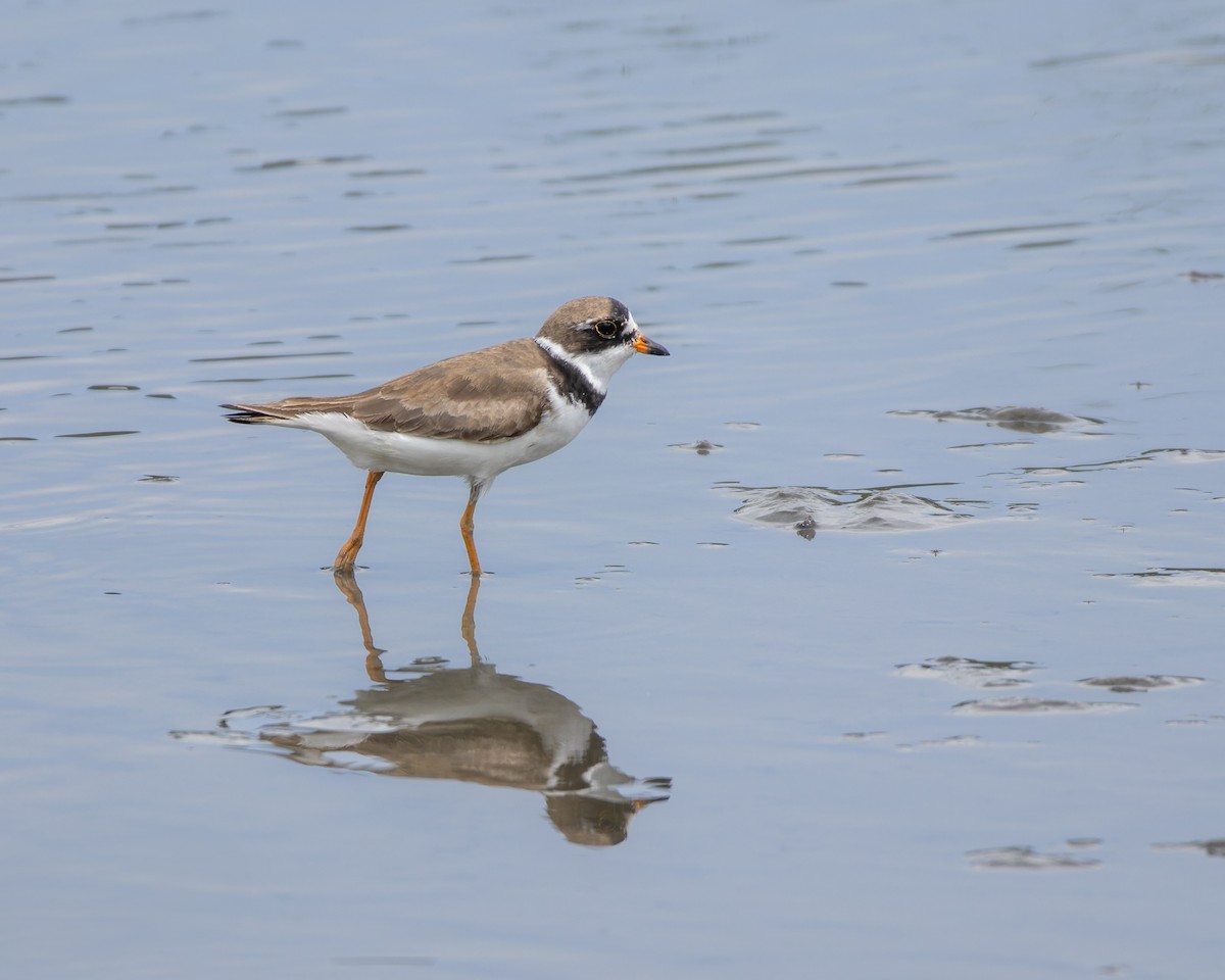 Semipalmated Plover - ML640760759