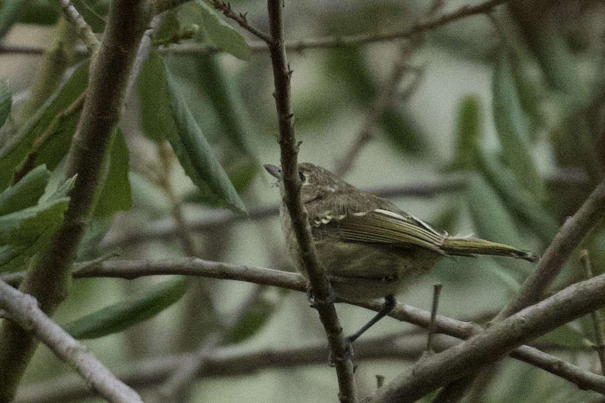 eikevireo - ML640760760