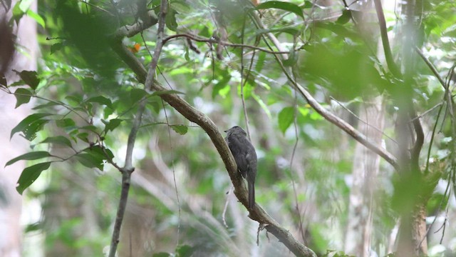 Screaming Piha - ML640760762