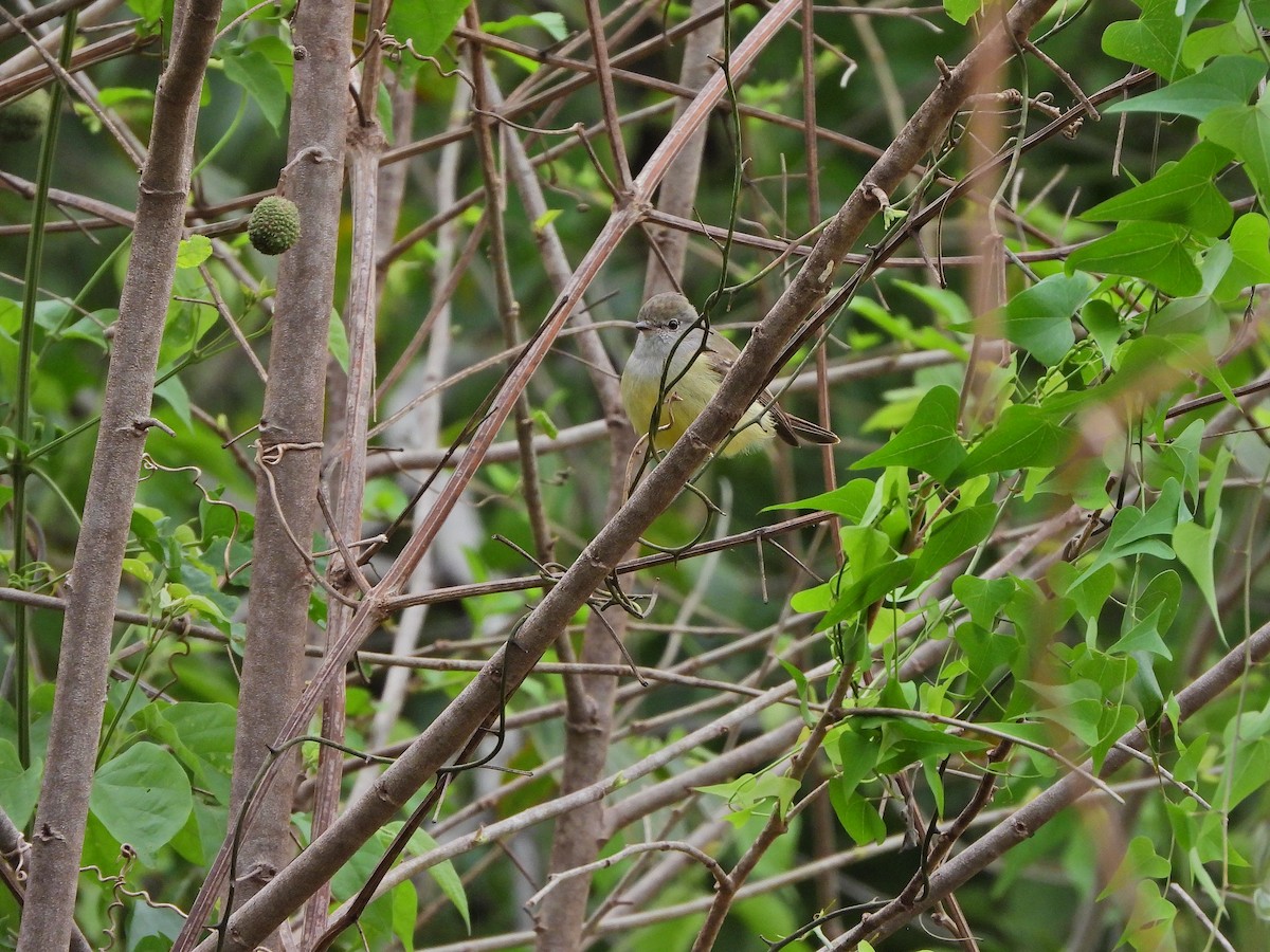 Southern Scrub-Flycatcher - ML640760777