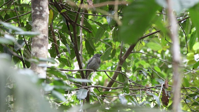 Screaming Piha - ML640760780