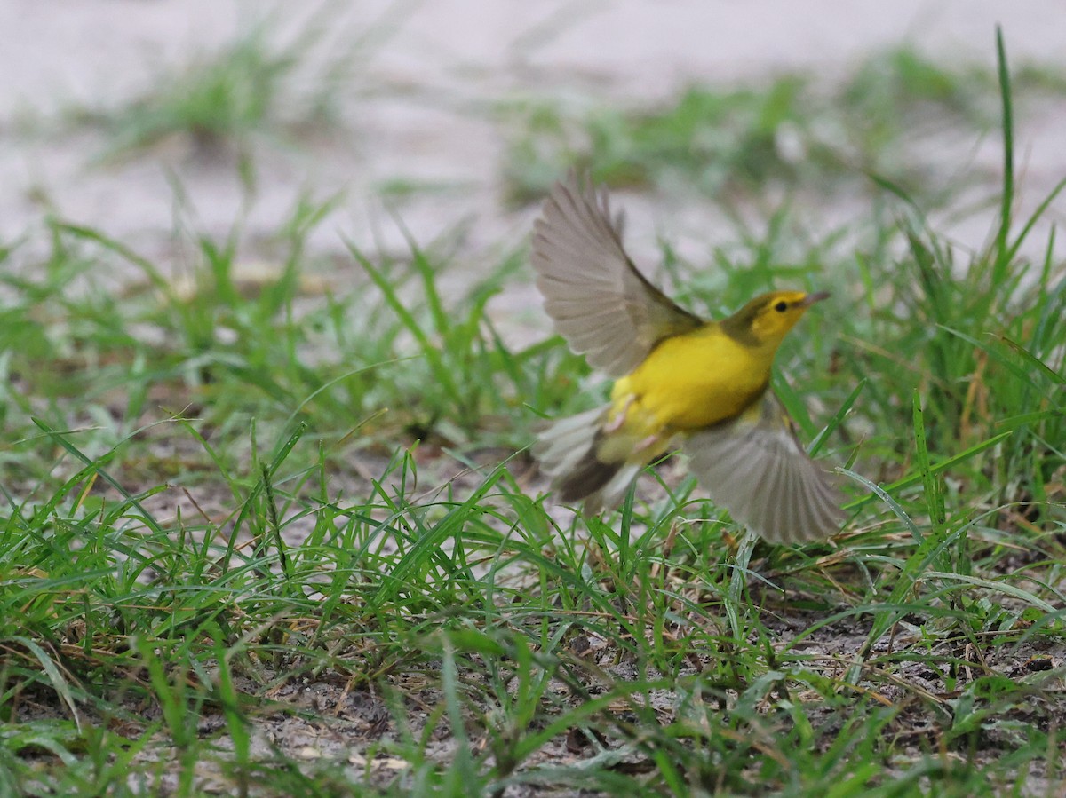 Hooded Warbler - ML640760787