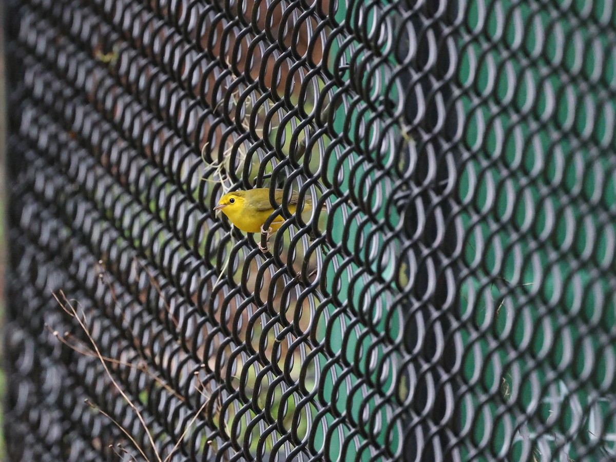 Hooded Warbler - ML640760788