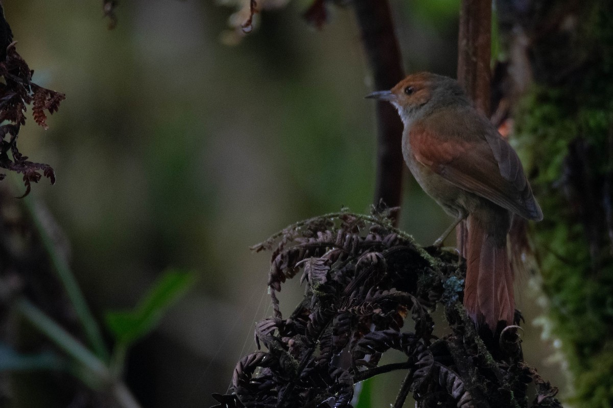 Red-faced Spinetail - ML640760791