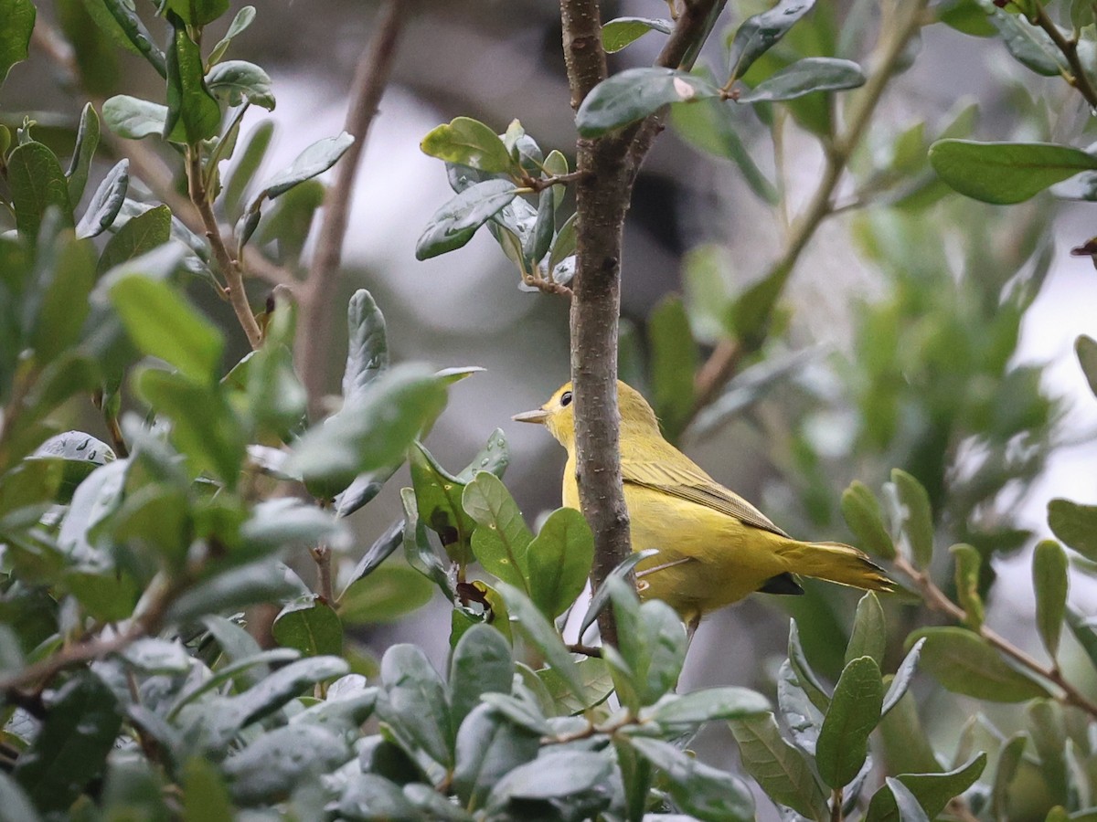 Northern Yellow Warbler - ML640760796