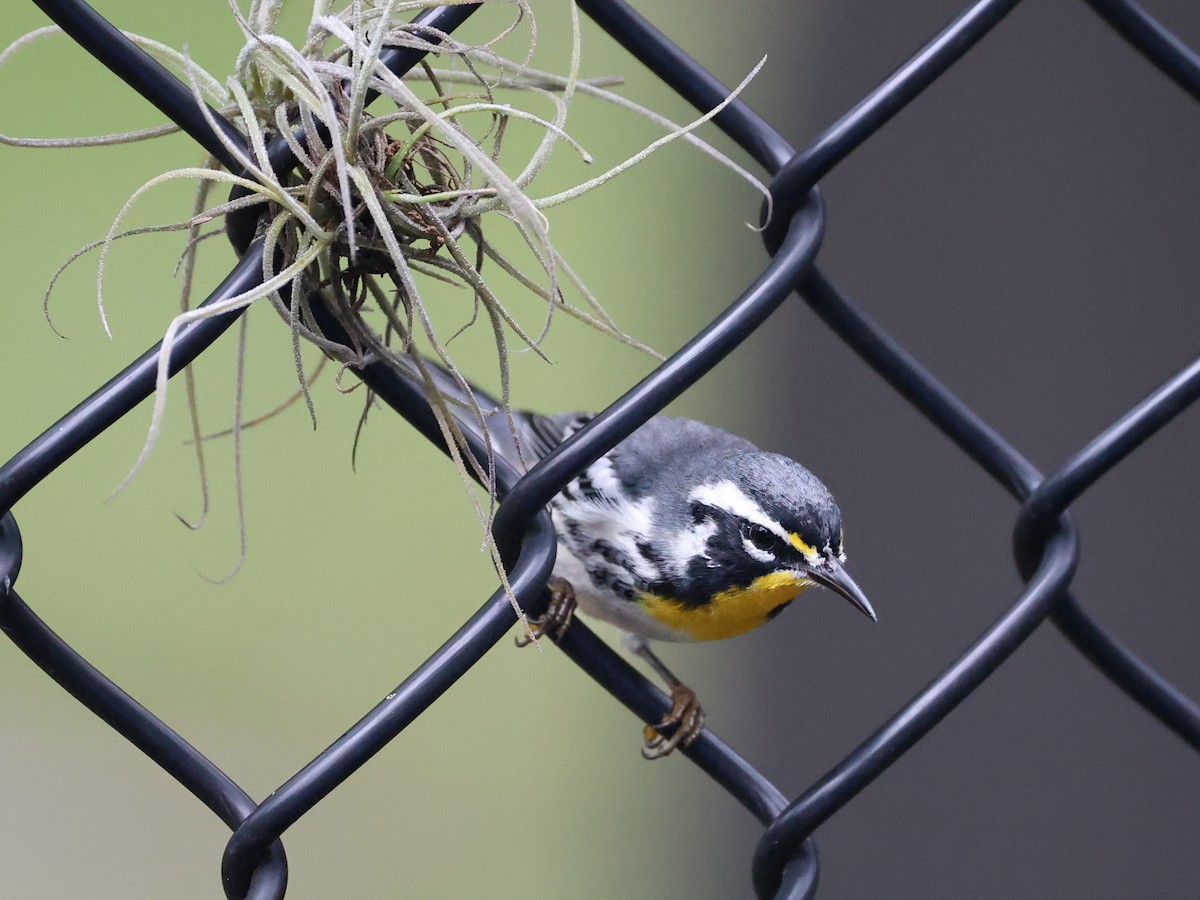 Yellow-throated Warbler - ML640760802