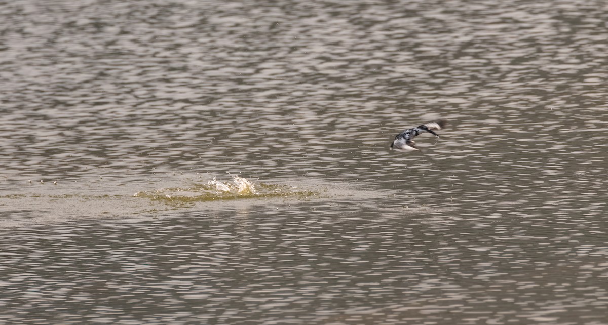 Pied Kingfisher - ML640760828