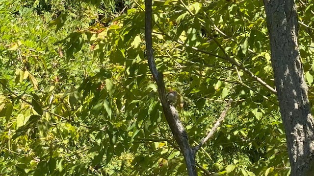 Carolina Wren - ML640760869