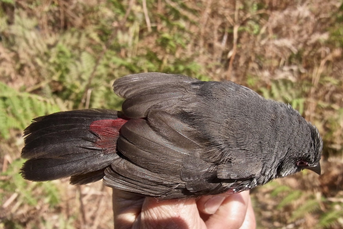 Dusky Twinspot (Angola) - ML640760946