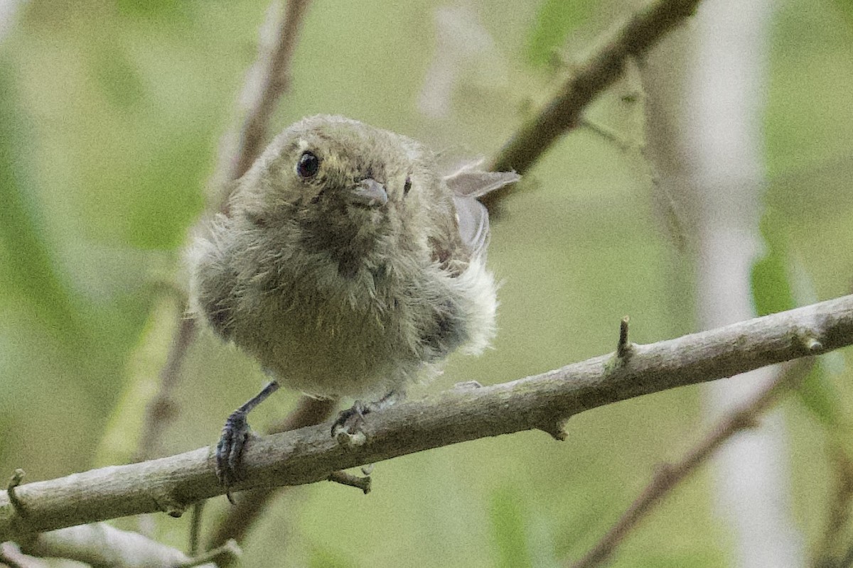 eikevireo - ML640760957