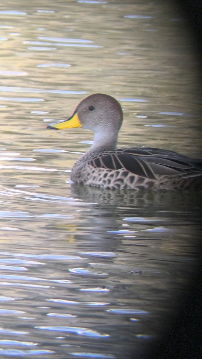 Yellow-billed Pintail - ML640760970