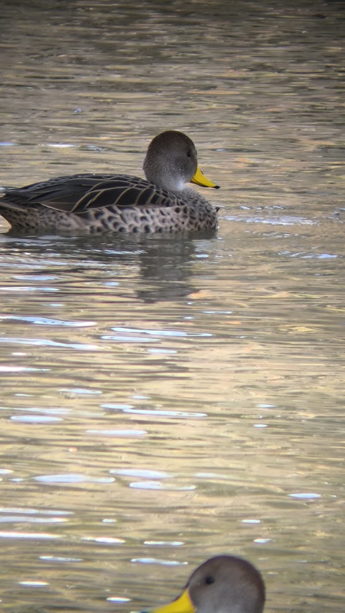 Yellow-billed Pintail - ML640760971