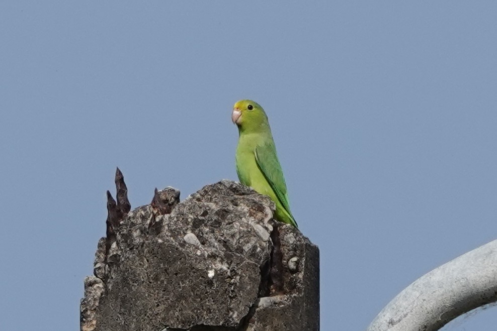 Turquoise-winged Parrotlet - ML640761026