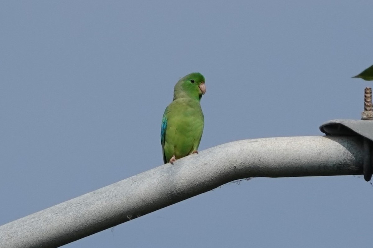 Turquoise-winged Parrotlet - ML640761028