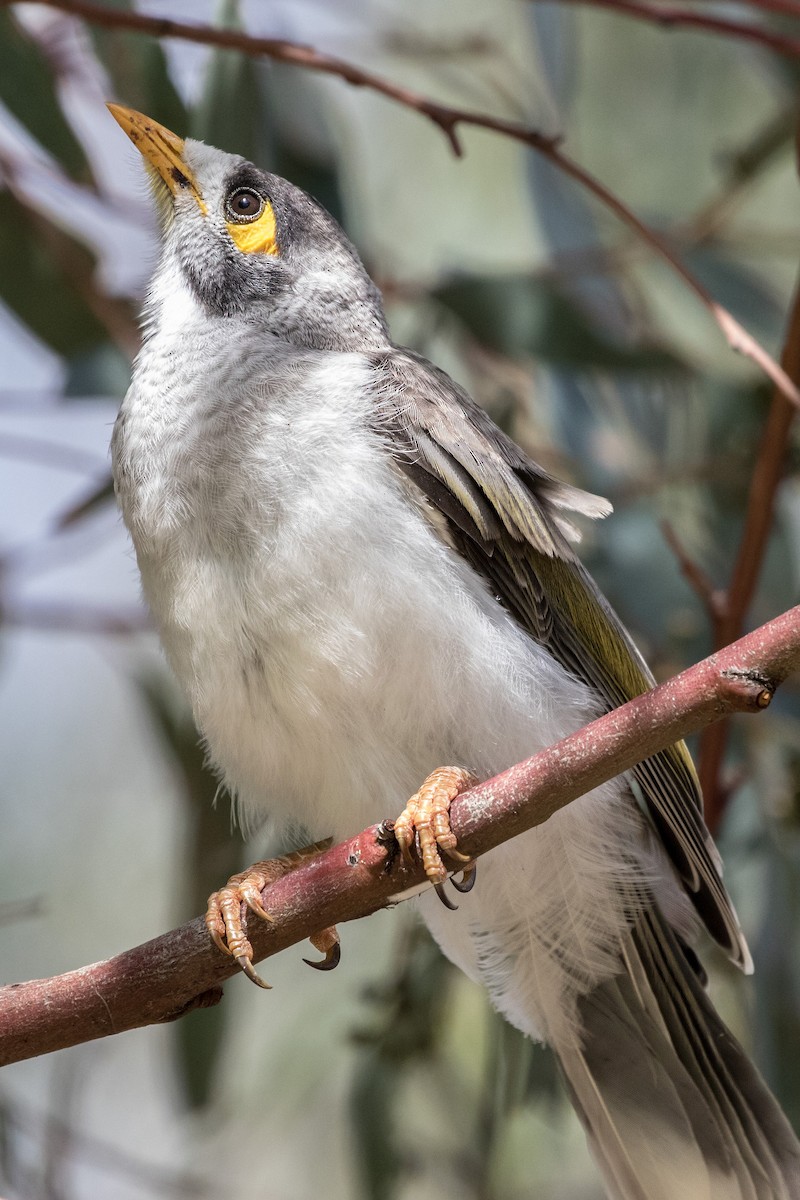 Weißstirn-Schwatzvogel - ML640761042