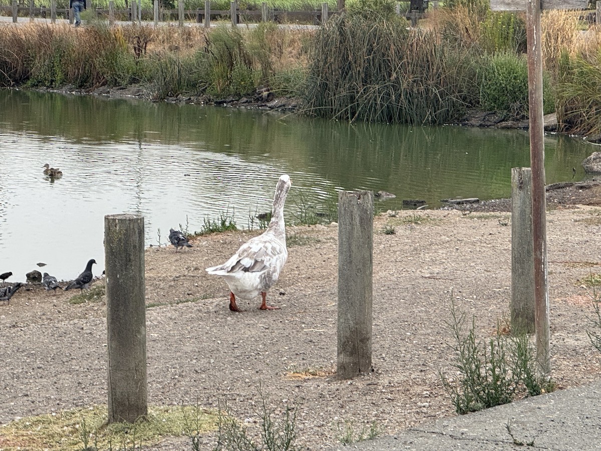 галуу (тэжээмэл) - ML640761082