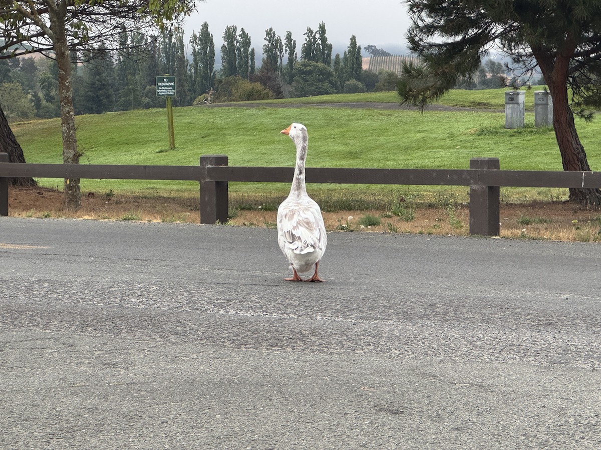 галуу (тэжээмэл) - ML640761083