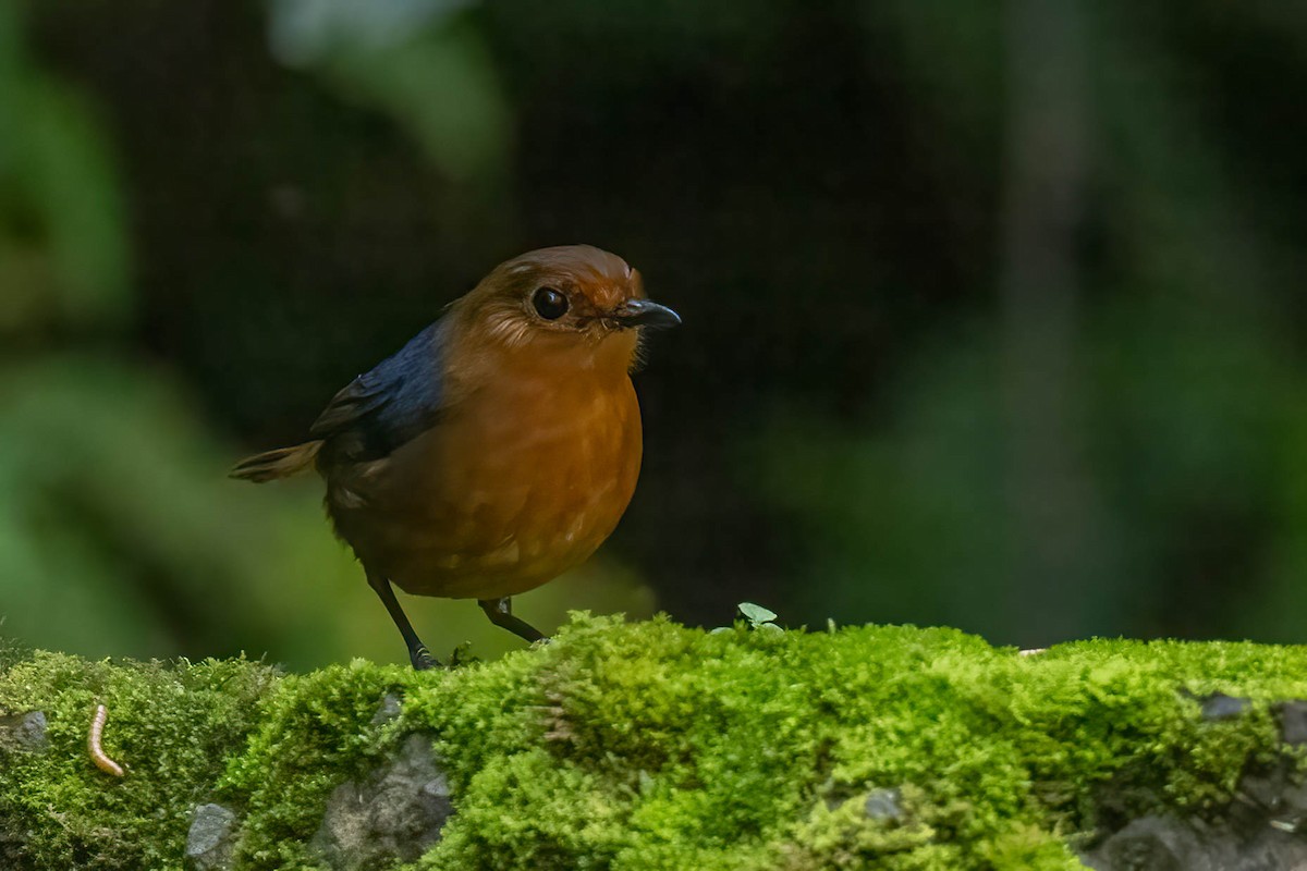 Bornean Shortwing - ML640761179