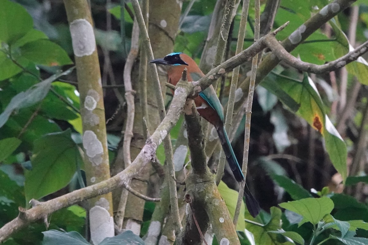 Whooping Motmot (Whooping) - ML640761194