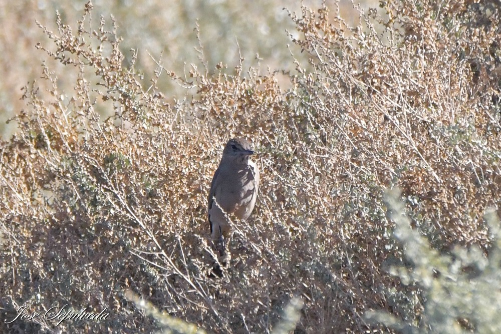 Black-billed Shrike-Tyrant - ML640761206
