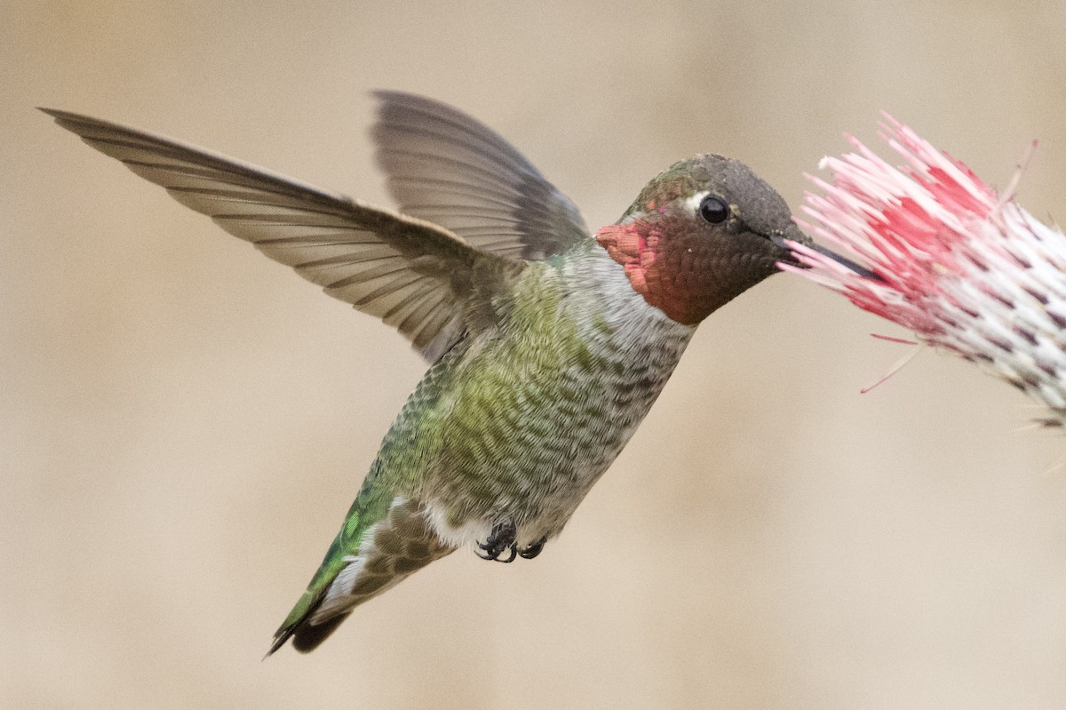 rødmaskekolibri - ML640761232