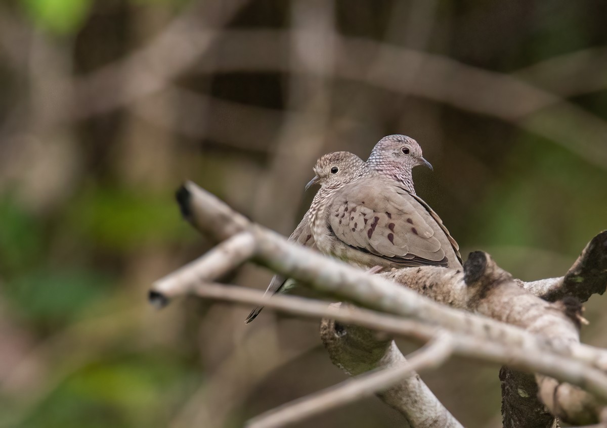 Common Ground Dove - ML640761253