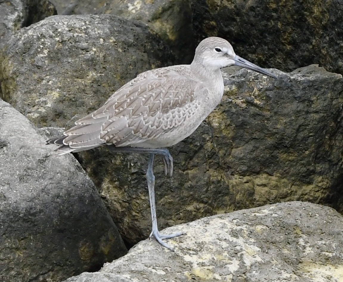 Willet - ML640761330