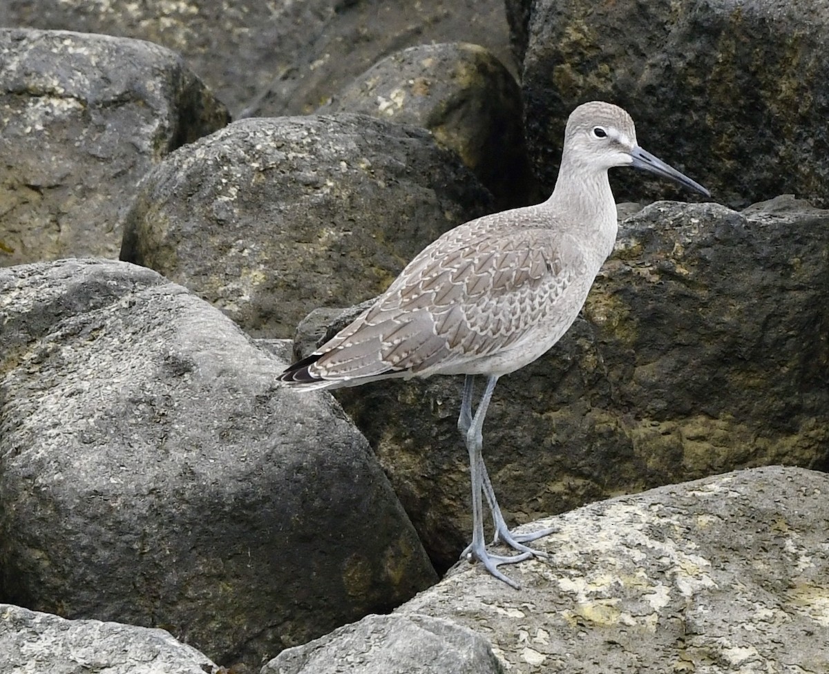 Willet - ML640761331