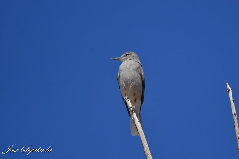 Black-billed Shrike-Tyrant - ML640761364