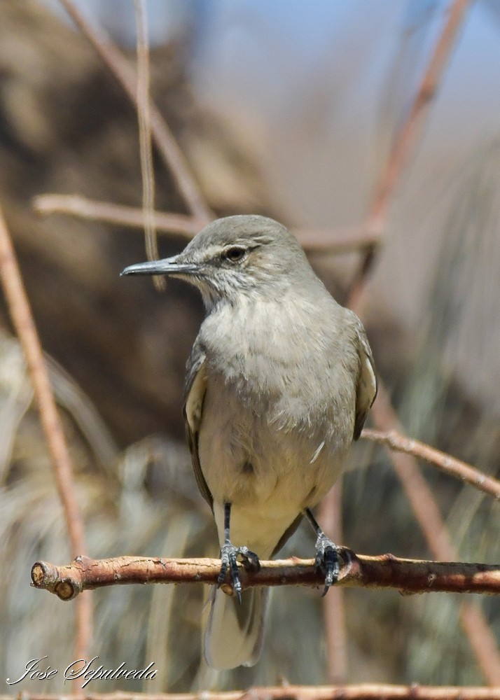Black-billed Shrike-Tyrant - ML640761365