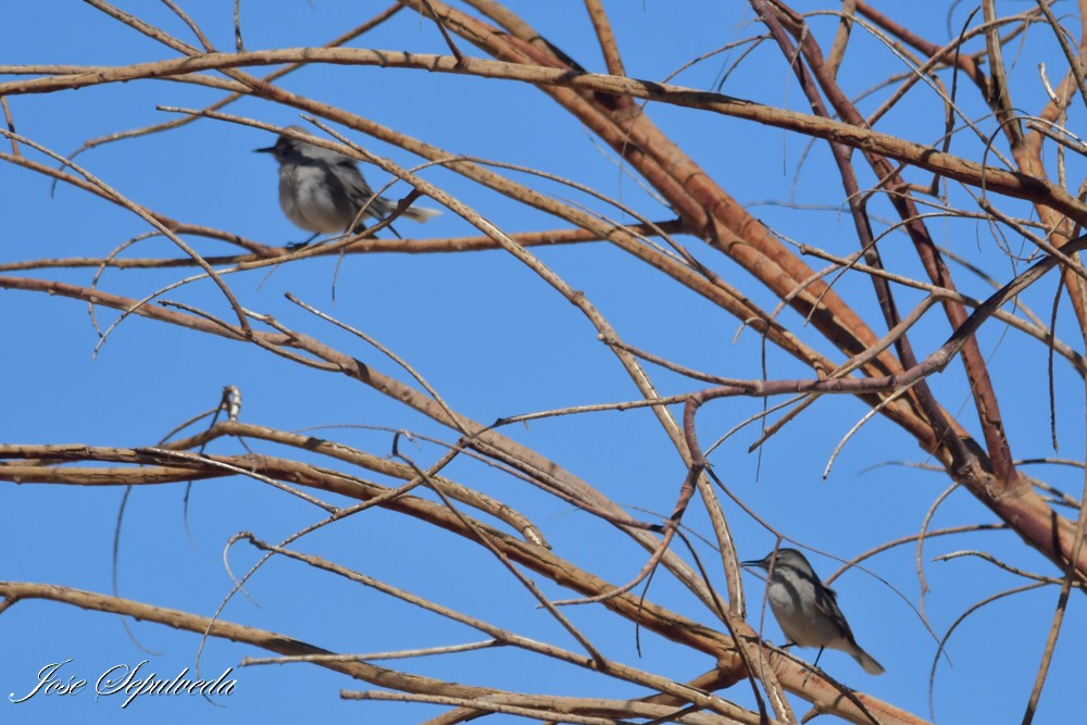 Black-billed Shrike-Tyrant - ML640761366