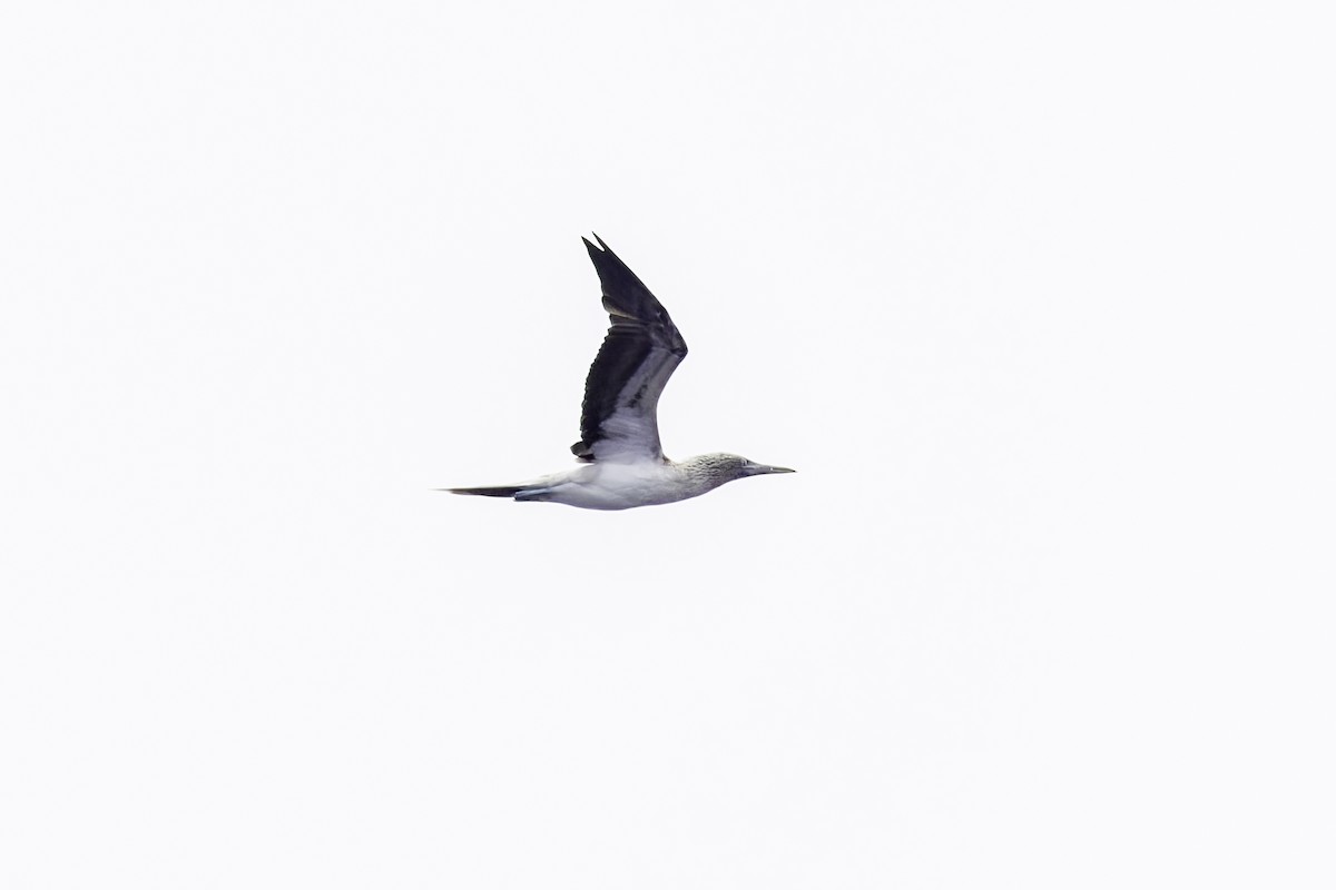 Fou à pieds bleus - ML640761393