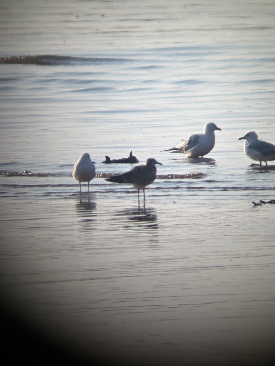 Laughing Gull - ML640761445