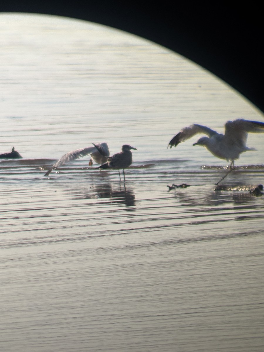 Laughing Gull - ML640761446
