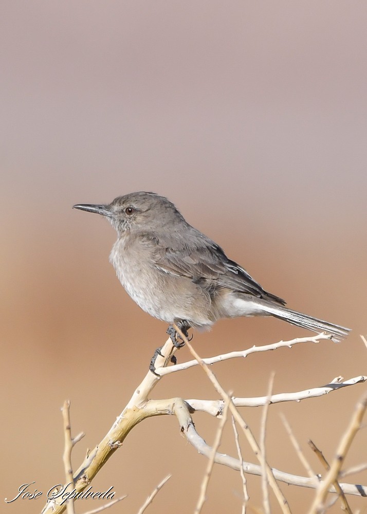 Black-billed Shrike-Tyrant - ML640761458