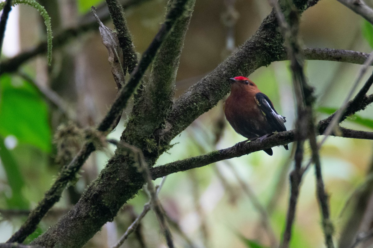 Club-winged Manakin - ML640761466