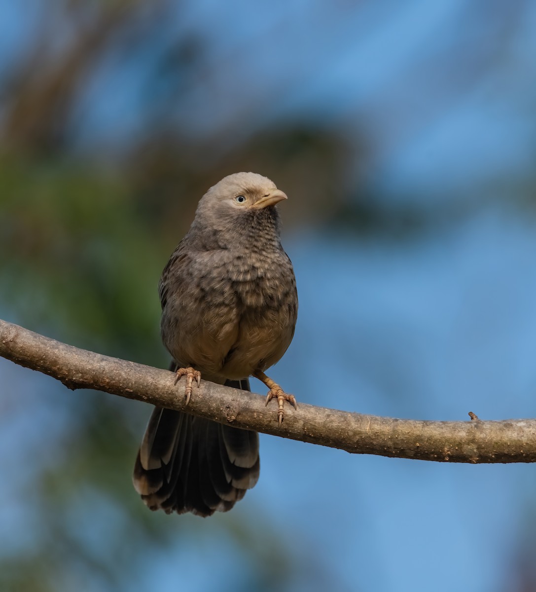 Yellow-billed Babbler - ML640761467