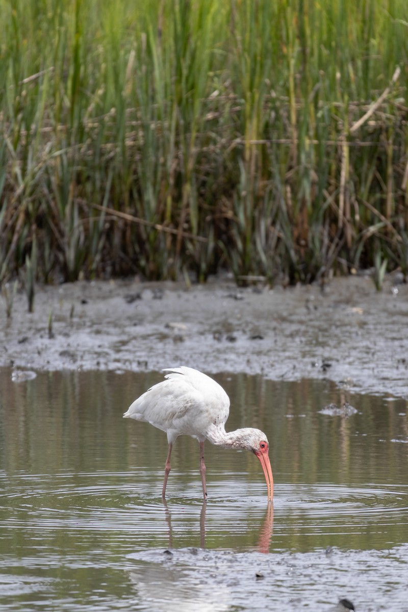 White Ibis - ML640761537