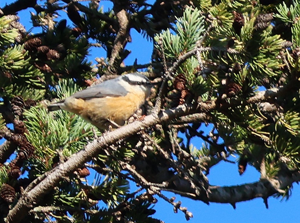 Red-breasted Nuthatch - ML640761567