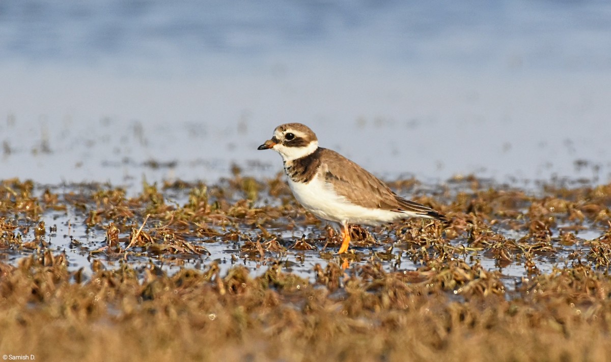Common Ringed Plover - ML640761606