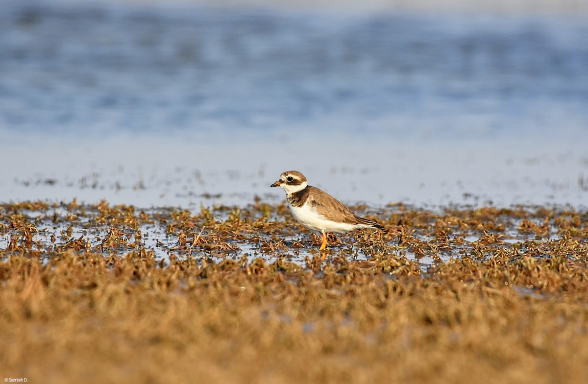 Common Ringed Plover - ML640761607