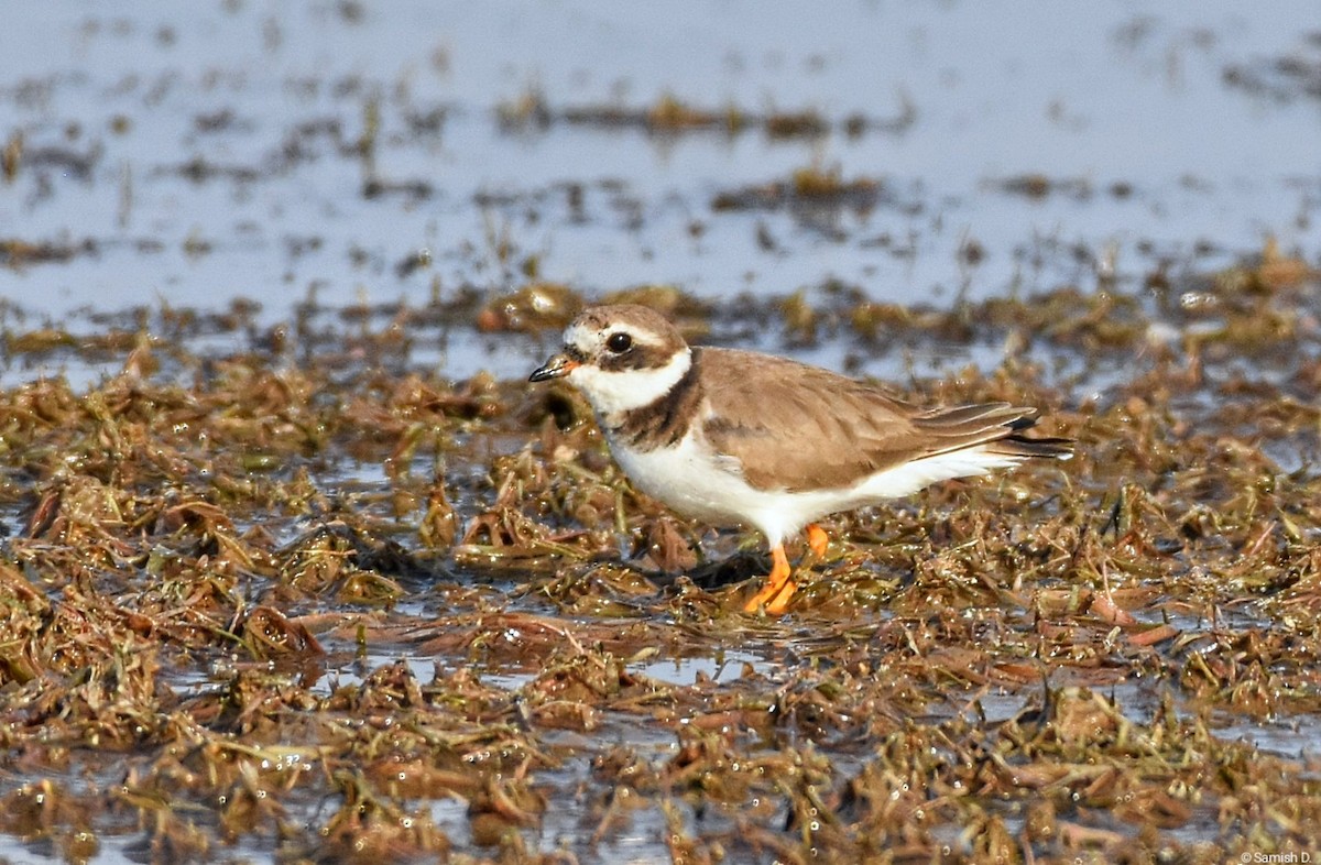 Common Ringed Plover - ML640761608