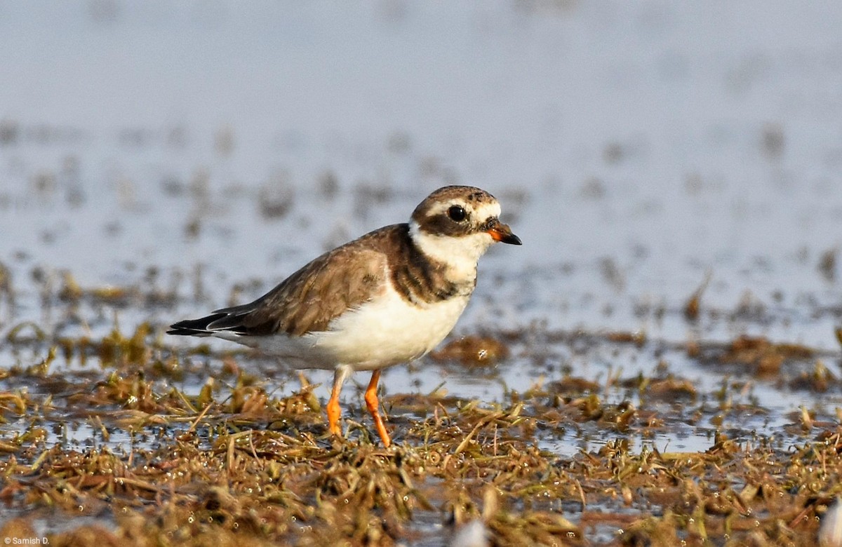 Common Ringed Plover - ML640761609